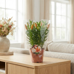 Mixed Asiatic Lily – 19cm Pot, Approx. 40cm High