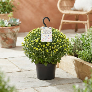 Mixed Chrysanthemum Garden Plant – 23cm Pot