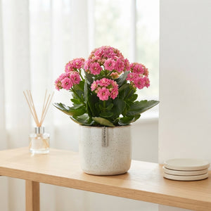 Double-Flowered Kalanchoe Mix – 9cm Pot