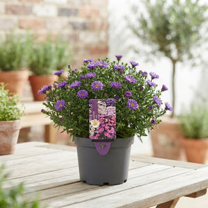 Purple Aster ‘Alpha Gem’ – 19cm Pot