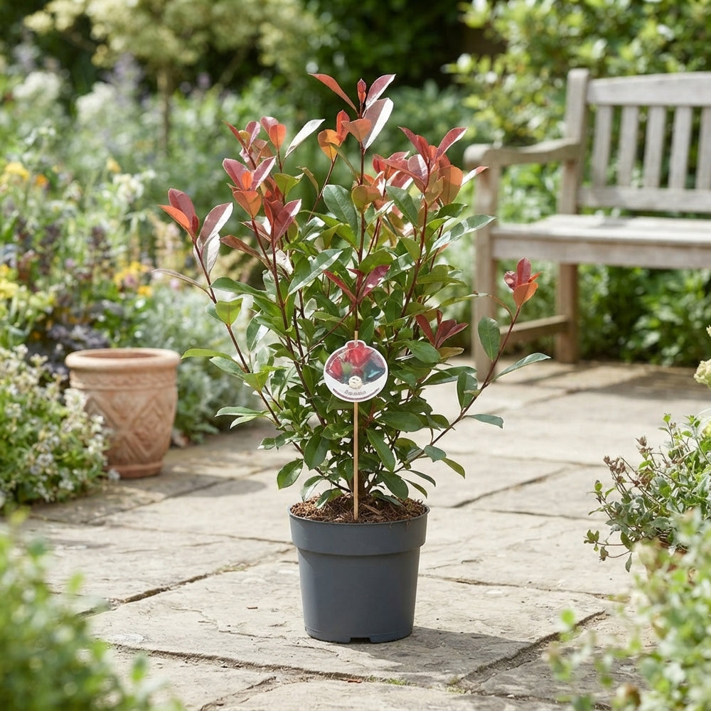 Red Robin Photinia (Photinia fraseri) – 17cm Pot, 60cm High