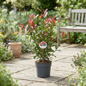 Red Robin Photinia (Photinia fraseri) – 17cm Pot, 60cm High