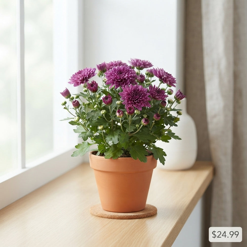 Mixed Chrysanthemum (Chrysanthemum indicum) – 15cm Pot