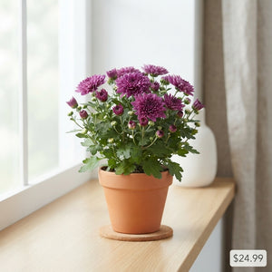 Mixed Chrysanthemum (Chrysanthemum indicum) – 15cm Pot