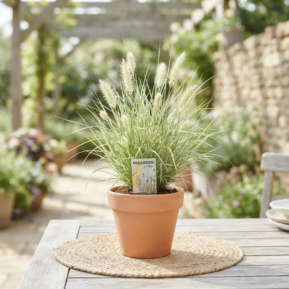 Pennisetum ‘Little Honey’ Ornamental Grass – 10.5cm Pot