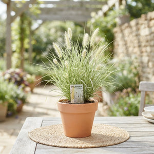 Pennisetum ‘Little Honey’ Ornamental Grass – 10.5cm Pot