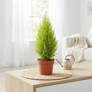 Goldcrest Cypress (Cupressus macrocarpa) – 10.5cm Pot