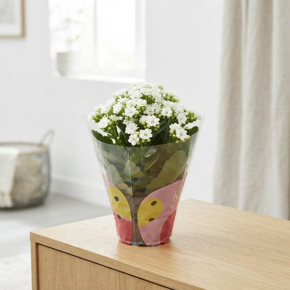 White Kalanchoe – 10.5cm Pot, 22cm High