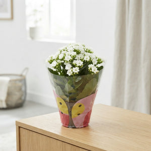 White Kalanchoe – 10.5cm Pot, 22cm High