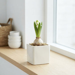 White Hyacinth (Hyacinthus orientalis) – 7cm Pot
