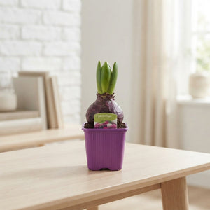 Mixed Hyacinth (Hyacinthus orientalis) – 7cm Pot