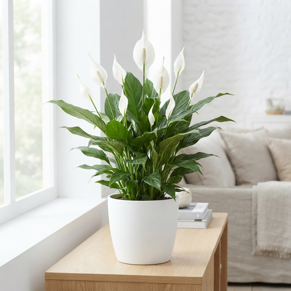 White Peace Lily (Spathiphyllum) – 13cm Pot, 65cm