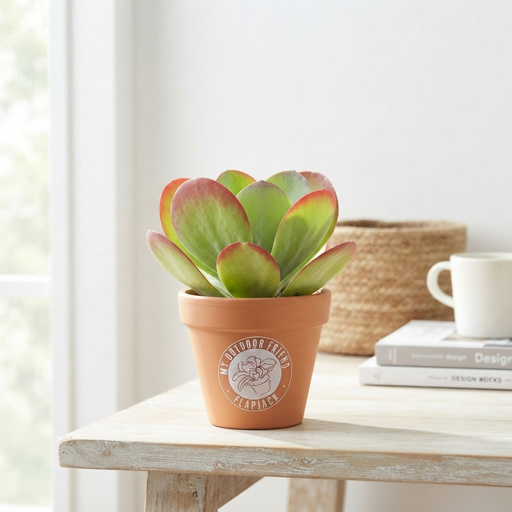 Paddle Plant (Kalanchoe thyrsiflora) – 13cm Pot