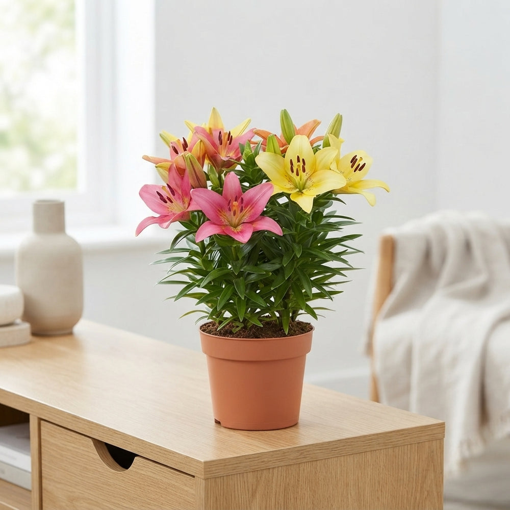 Asiatic Lily ‘Tiny Invader’ – 13cm Pot