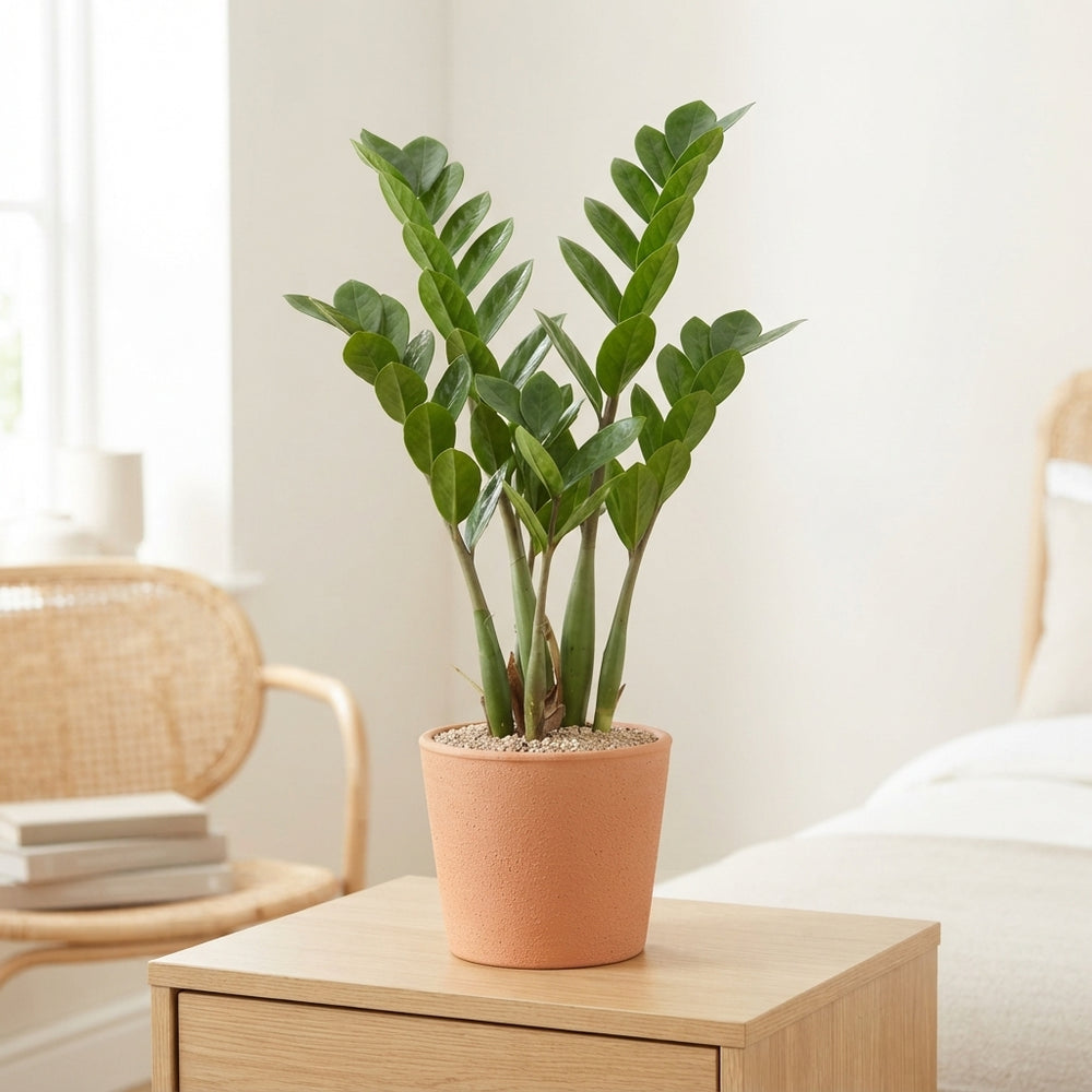 ZZ Plant (Zamioculcas zamiifolia) – 14cm Pot