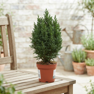 Mixed Conifers – 10.5cm Pot, Approx. 29cm High