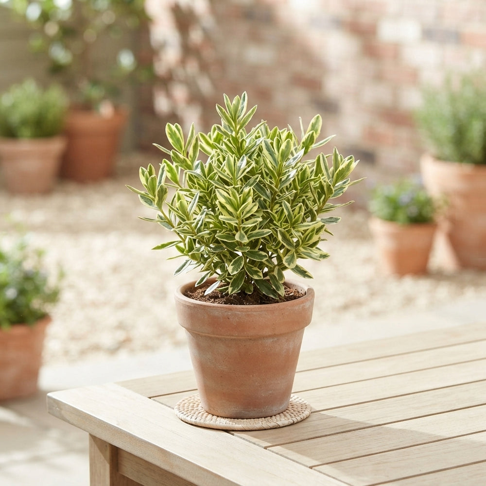 Mixed Hebe Garden Plant – 12cm Pot, 30cm High