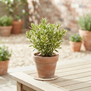 Mixed Hebe Garden Plant – 12cm Pot, 30cm High