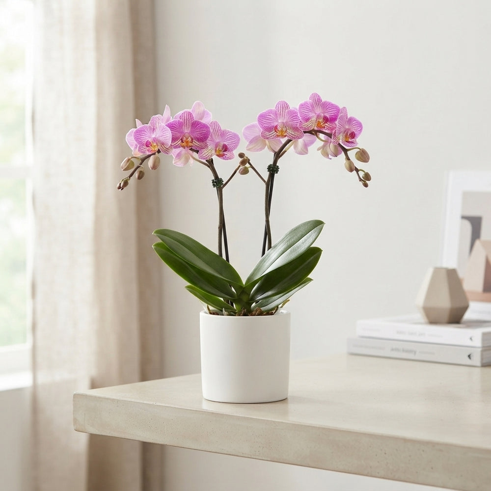Mixed Phalaenopsis Orchid – 2 Stem, 12cm Pot