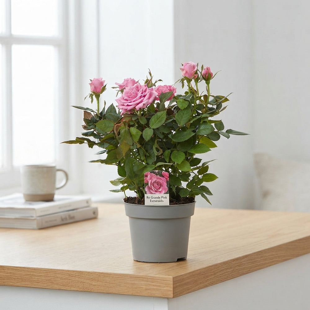 Pink Esmeralda Rose Plant – 10.5cm Pot