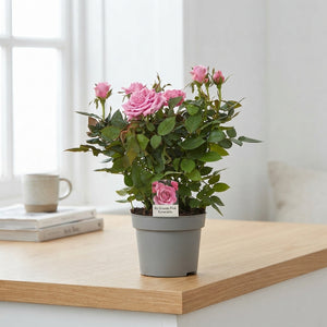 Pink Esmeralda Rose Plant – 10.5cm Pot