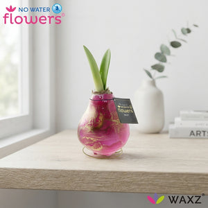 Waxed Hippeastrum ‘Jupiter’ Amaryllis Bulb