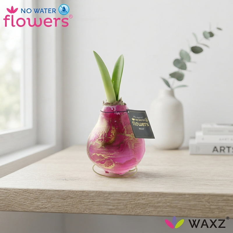 Waxed Hippeastrum ‘Jupiter’ Amaryllis Bulb