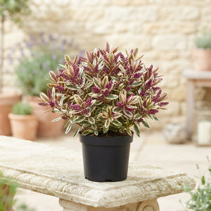 Hebe Addenda Classica Tricolor – 12cm Pot