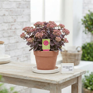 Pink Sedum 'Rose Charm' – 15cm Pot