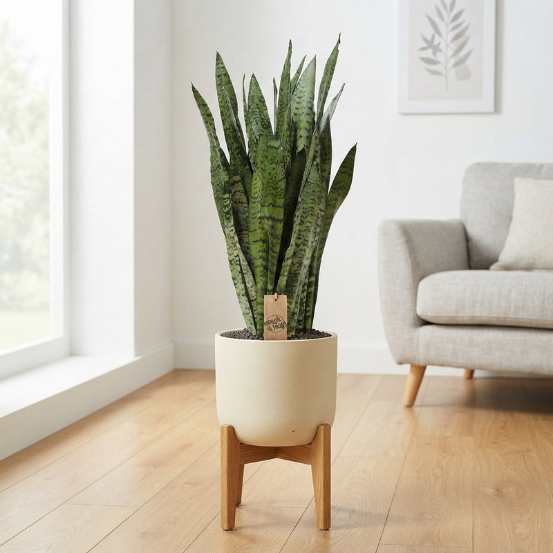 Sansevieria zeylanica Snake Plant – 25cm Pot