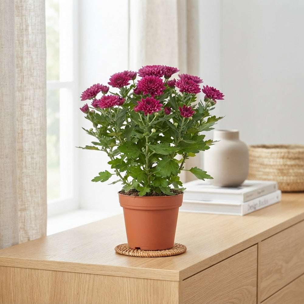 Mixed Chrysanthemum Houseplant – 12cm Pot
