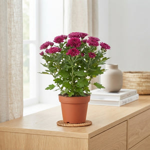 Mixed Chrysanthemum Houseplant – 12cm Pot