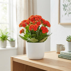 Yellow and Red Double Kalanchoe – 14cm Pot