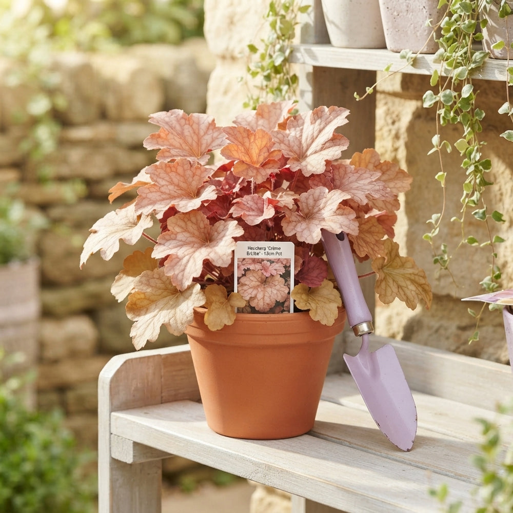 Heuchera ‘Crème Brûlée’ – 13cm Pot