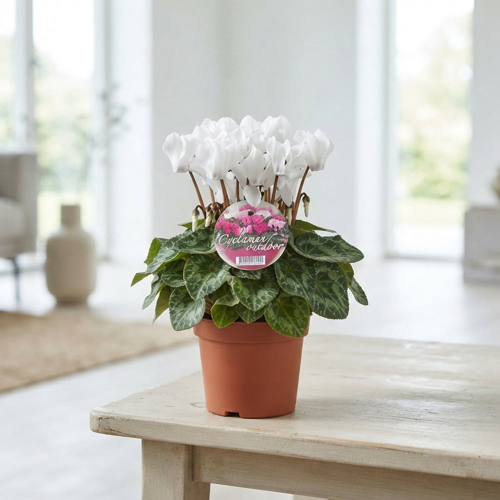White Persian Cyclamen (Cyclamen persicum) – 10.5cm Pot