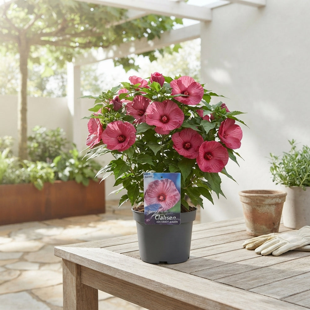 Hibiscus 'Kopper King' – 23cm Pot