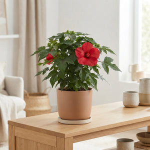 Red Hibiscus (Hibiscus rosa-sinensis) – 23cm Pot