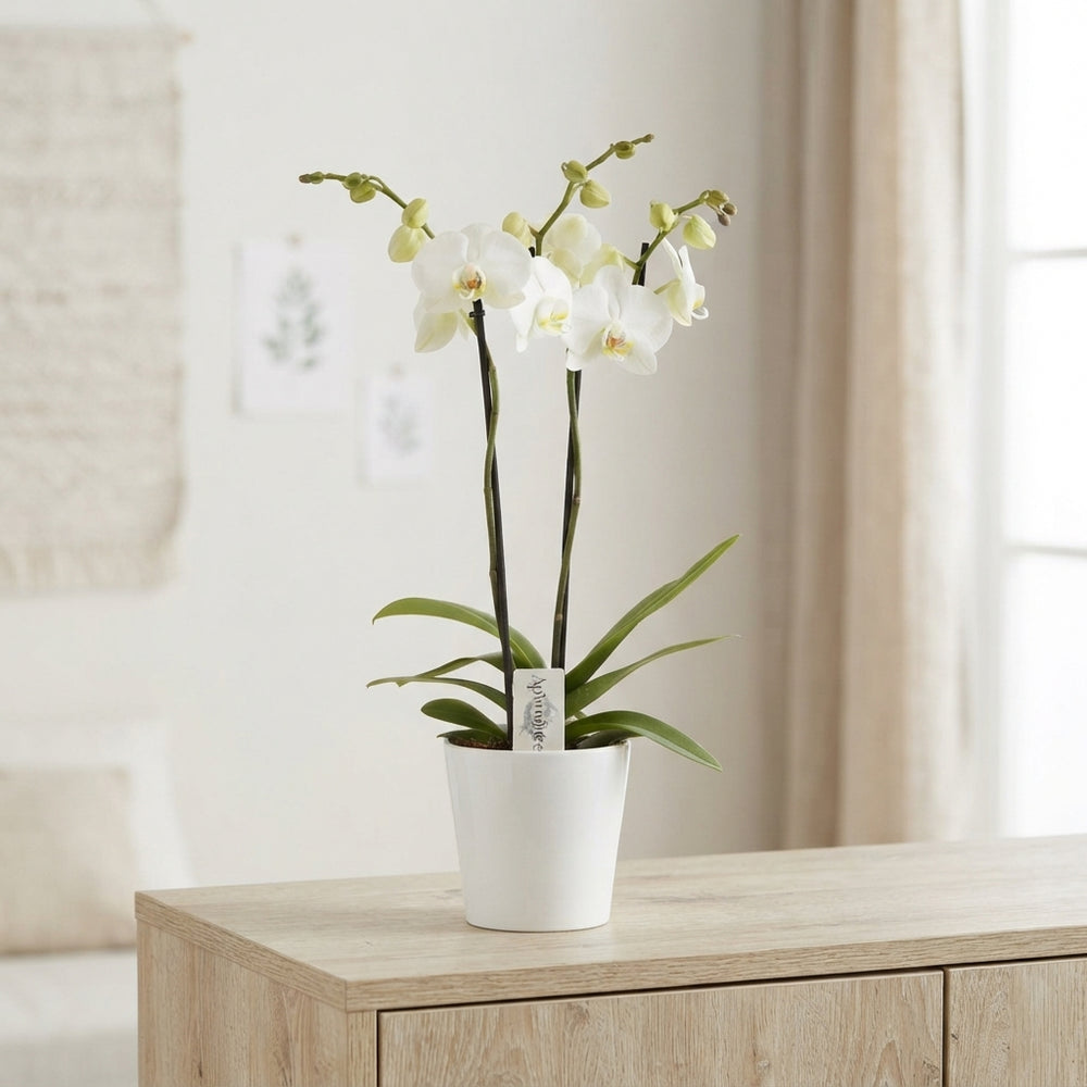 White Phalaenopsis Orchid – 2 Stem, 12cm Ceramic Pot