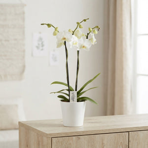 White Phalaenopsis Orchid – 2 Stem, 12cm Ceramic Pot