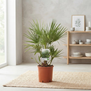Mediterranean Fan Palm (Chamaerops humilis) – 24cm Pot