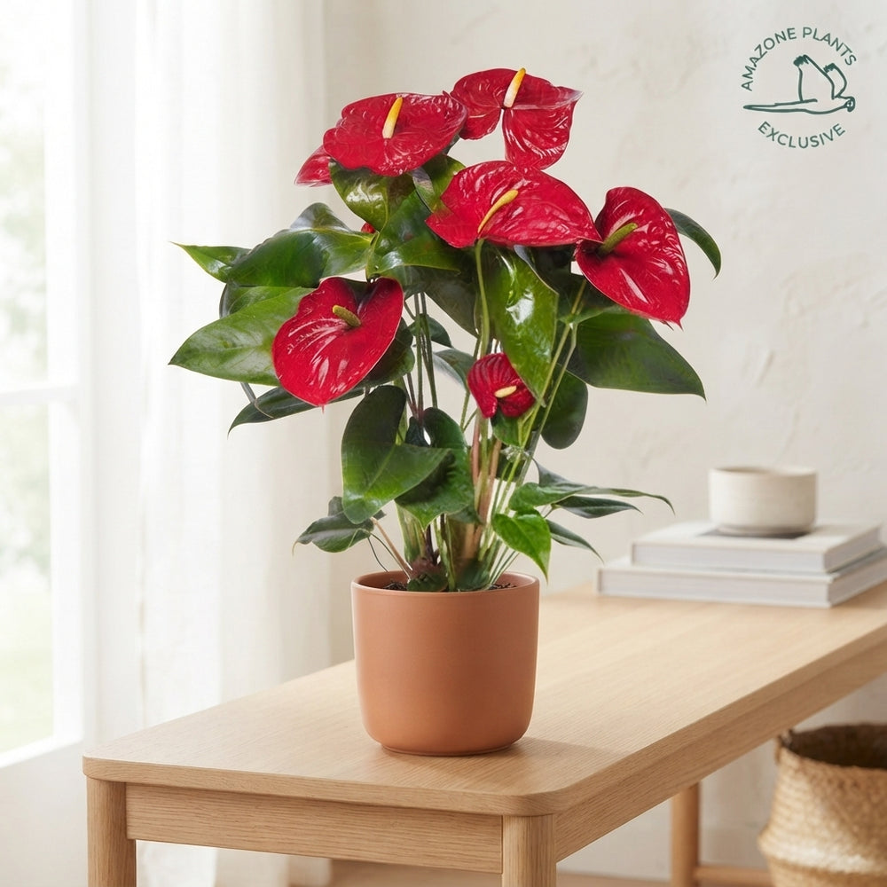 Red Anthurium (Anthurium andraeanum) – 17cm Pot