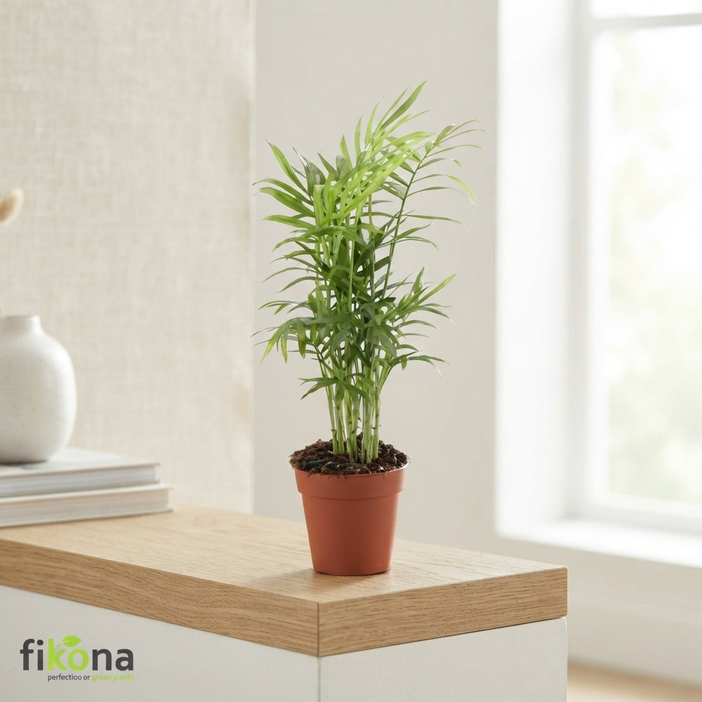 Parlour Palm (Chamaedorea elegans) – 9cm Pot, 50cm High