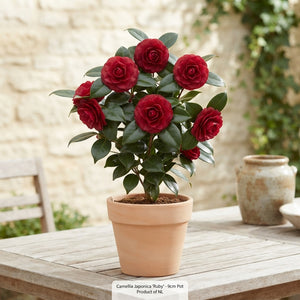 Camellia Japonica Mixed – 9cm Pot, Approx. 30cm Height