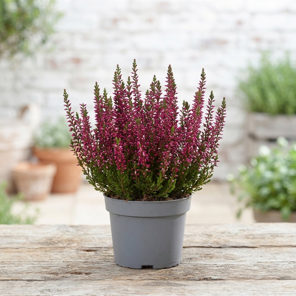 Garden Heather (Calluna vulgaris) – 17cm Pot