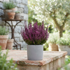 Mixed Calluna Heather – 10.5cm Pot