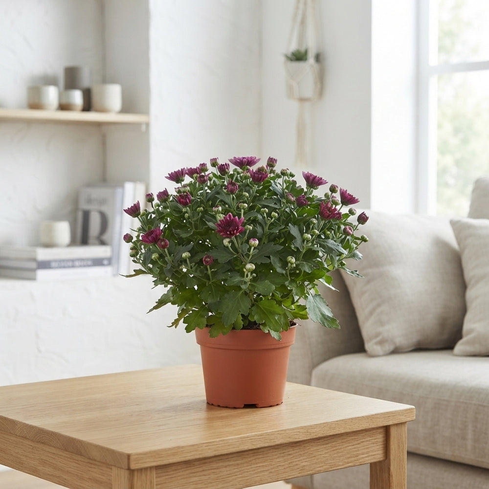 Purple Chrysanthemum (Indicum Group) – 13cm Pot