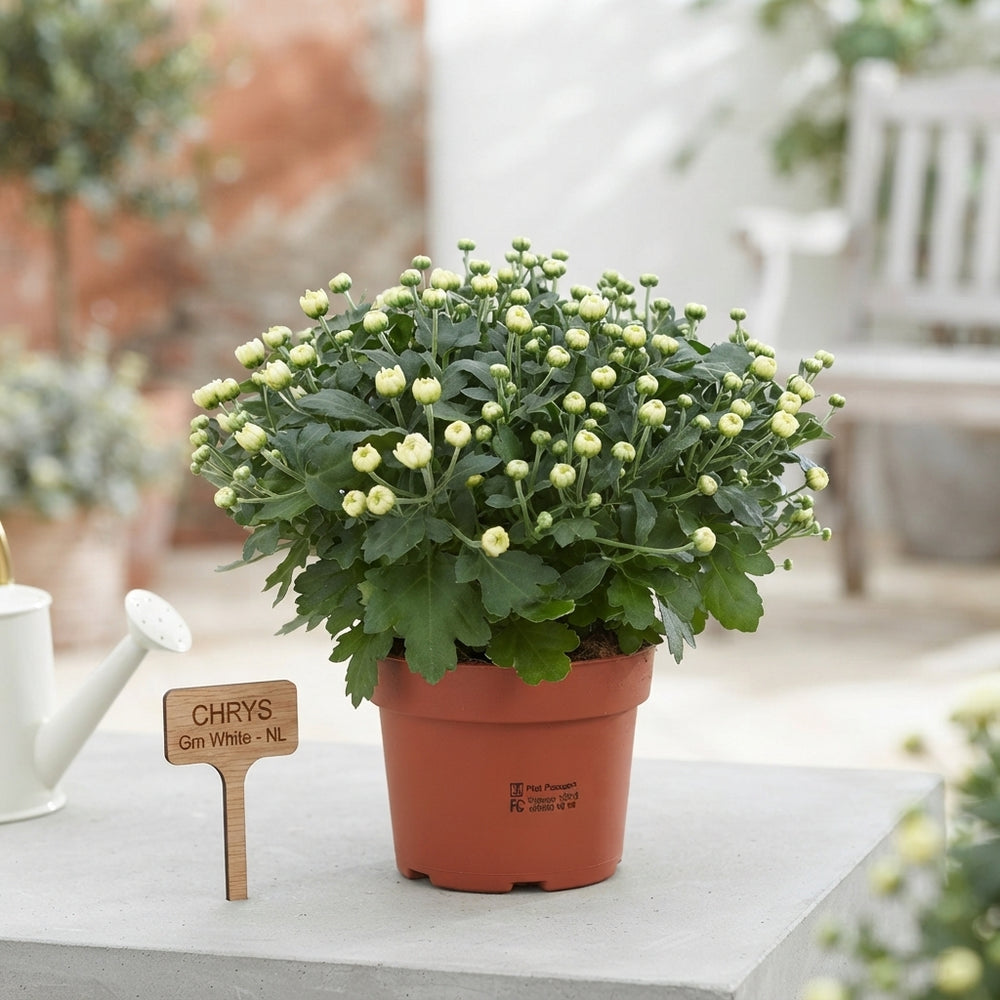 White Chrysanthemum Plant – 13cm Pot