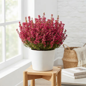 Summer-Flowering Erica gracilis – 11cm Pot, 30cm Height