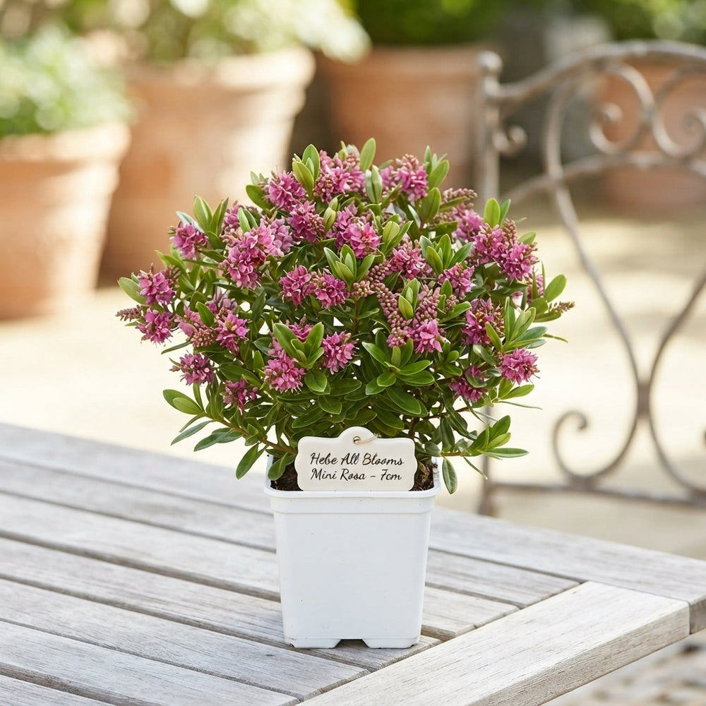 Hebe ‘All Blooms Mini Rosa Rosa’ – 7cm Pot