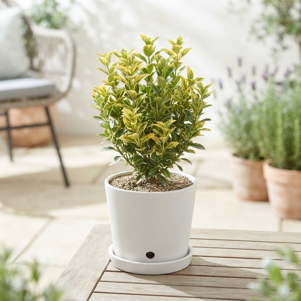 Euonymus Mix – 10.5cm Pot